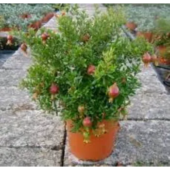 Pomegranate Plants